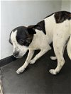 adoptable Dog in  named A151490