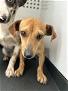 adoptable Dog in bakersfield, CA named A151495