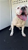 adoptable Dog in bakersfield, CA named SKYE