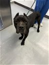 adoptable Dog in bakersfield, CA named A151480