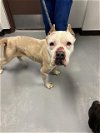 adoptable Dog in bakersfield, CA named A151481