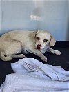 adoptable Dog in bakersfield, CA named A151527