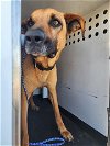 adoptable Dog in bakersfield, CA named A151540