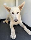 adoptable Dog in bakersfield, CA named A151541