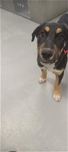 adoptable Dog in bakersfield, CA named A151545