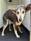 adoptable Dog in bakersfield, CA named A151514