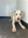 adoptable Dog in  named A151841