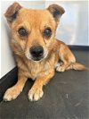 adoptable Dog in  named A151843
