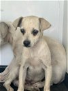adoptable Dog in  named A151850