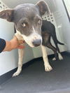 adoptable Dog in Bakersfield, CA named VALENTINA