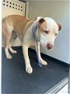 adoptable Dog in  named A152039