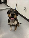 adoptable Dog in  named A152036