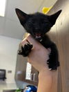 adoptable Cat in Bakersfield, CA named A152565