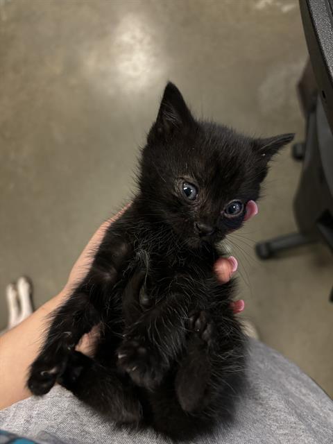 adoptable Cat in Bakersfield, CA named YANG