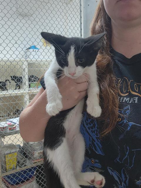 adoptable Cat in Bakersfield, CA named MURDER MITTENS