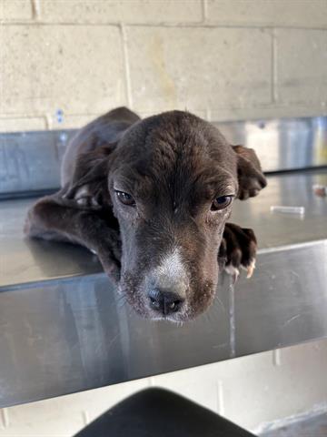 adoptable Dog in Bakersfield, CA named A153476