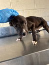 adoptable Dog in Bakersfield, CA named A153474