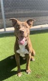 adoptable Dog in Bakersfield, CA named PHINEAS