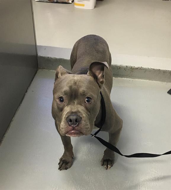 adoptable Dog in Bakersfield, CA named A153890