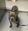 adoptable Dog in Bakersfield, CA named A153890