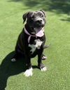 adoptable Dog in Bakersfield, CA named MINNIE