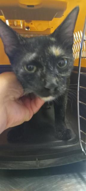 adoptable Cat in Bakersfield, CA named NANI