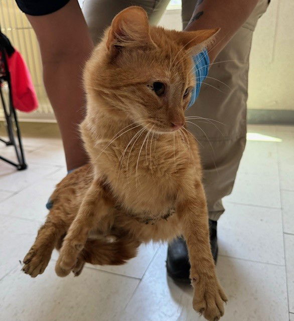 adoptable Cat in Bakersfield, CA named A151606