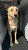 adoptable Dog in Bakersfield, CA named BEAUTY