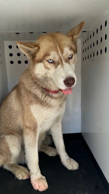 adoptable Dog in Bakersfield, CA named A154608