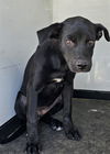 adoptable Dog in Bakersfield, CA named A154415