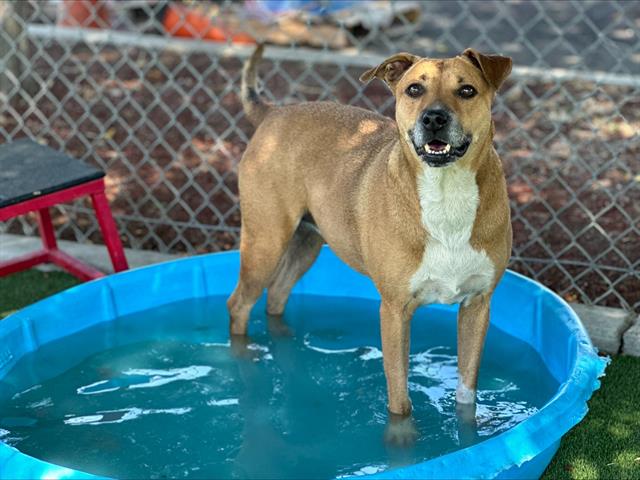 adoptable Dog in Bakersfield, CA named SUGAR