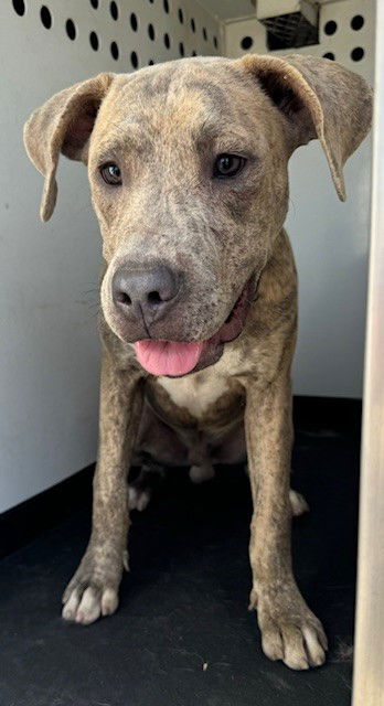 adoptable Dog in Bakersfield, CA named A154577