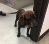 adoptable Dog in Bakersfield, CA named A154442