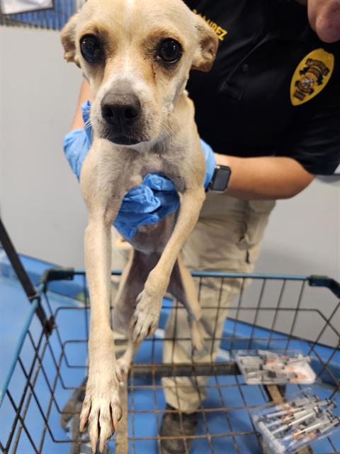 adoptable Dog in Bakersfield, CA named A154666