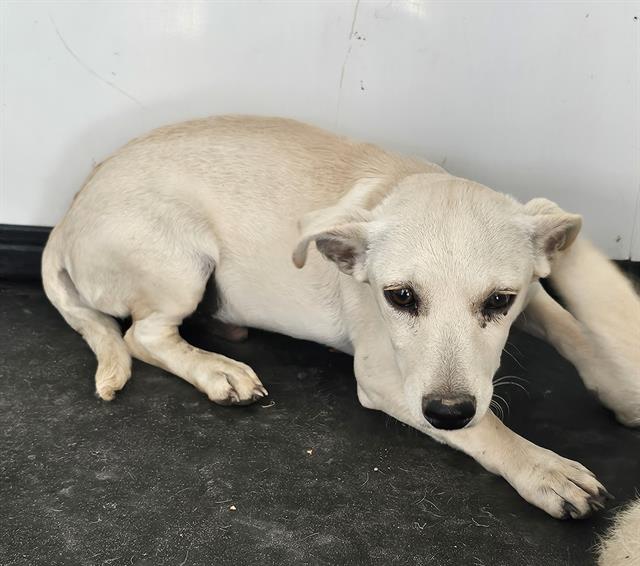 adoptable Dog in Bakersfield, CA named A154710