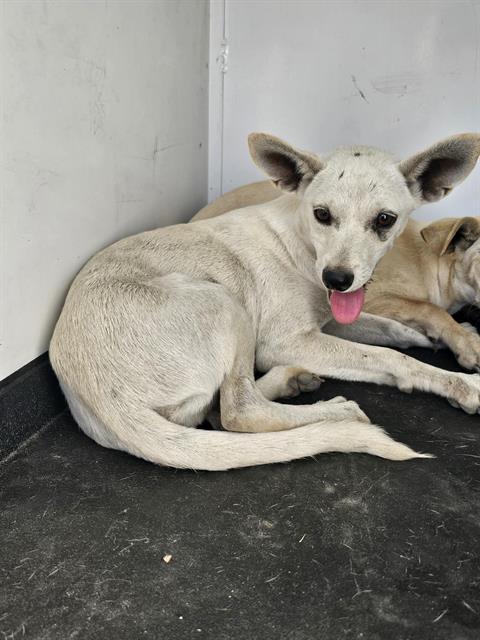 adoptable Dog in Bakersfield, CA named A154711