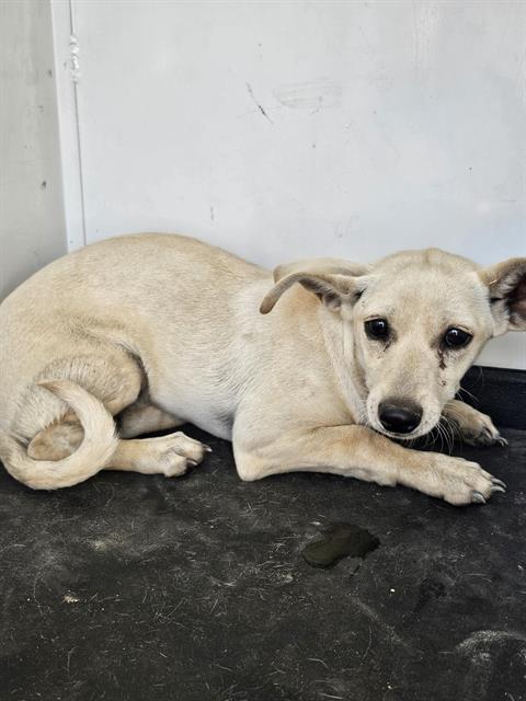 adoptable Dog in Bakersfield, CA named A154712