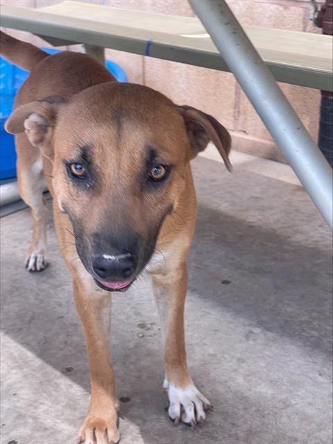 adoptable Dog in Bakersfield, CA named SYDNEY