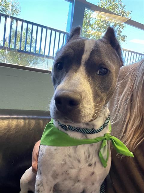 adoptable Dog in Bakersfield, CA named FROSTY