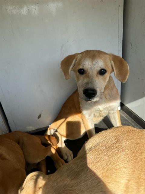 adoptable Dog in Bakersfield, CA named A154517