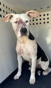 adoptable Dog in Bakersfield, CA named A154655