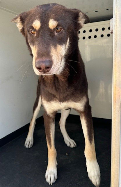 adoptable Dog in Bakersfield, CA named A154661