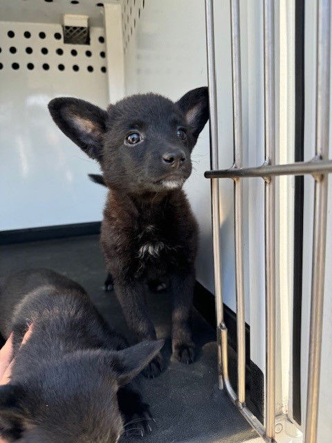 adoptable Dog in Bakersfield, CA named A154677