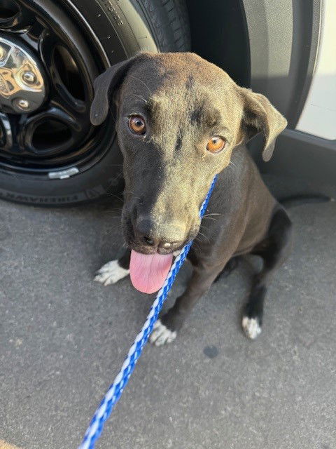 adoptable Dog in Bakersfield, CA named A154714