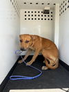 adoptable Dog in Bakersfield, CA named A154735