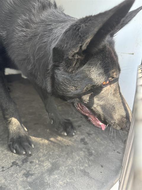 adoptable Dog in Bakersfield, CA named A154744