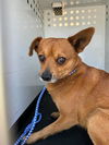 adoptable Dog in Bakersfield, CA named A153414