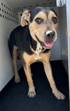 adoptable Dog in Bakersfield, CA named A154722