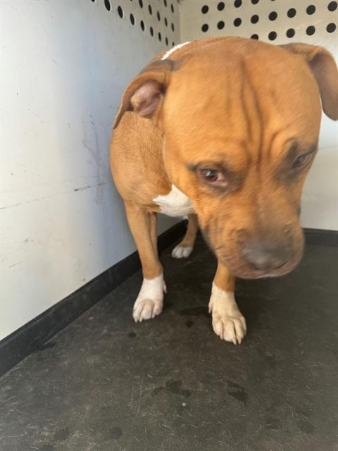 adoptable Dog in Bakersfield, CA named A154802