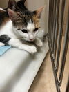 adoptable Cat in Bakersfield, CA named A154905